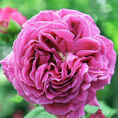 Light Heart Essences